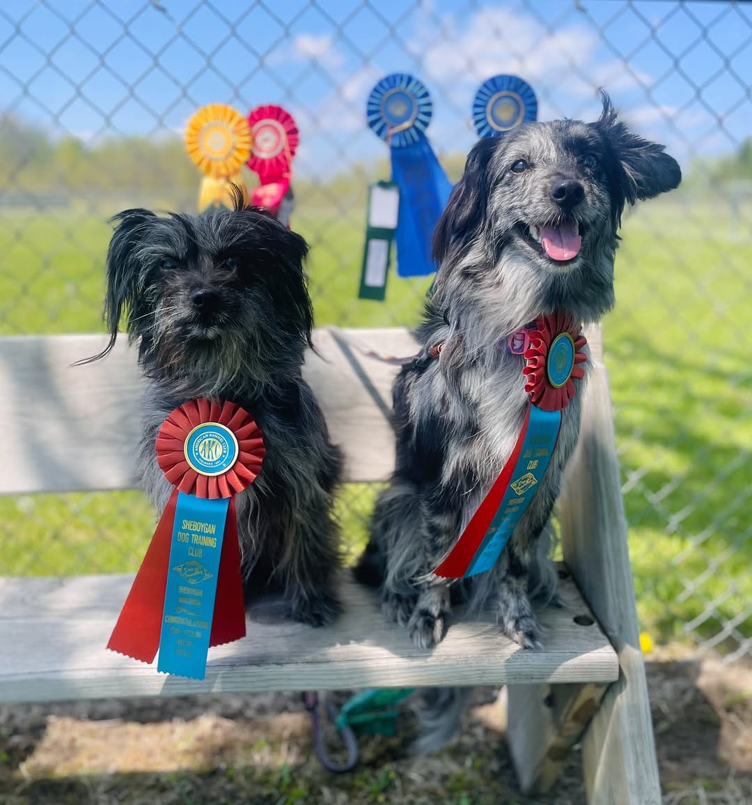 Post 1 by Agility Coach & Trainer🏆 on Instagram (carousel)