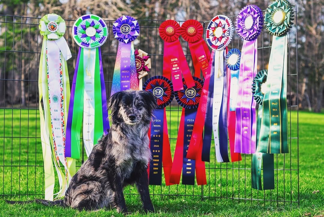 Post 8 by Agility Coach & Trainer🏆 on Instagram (image)
