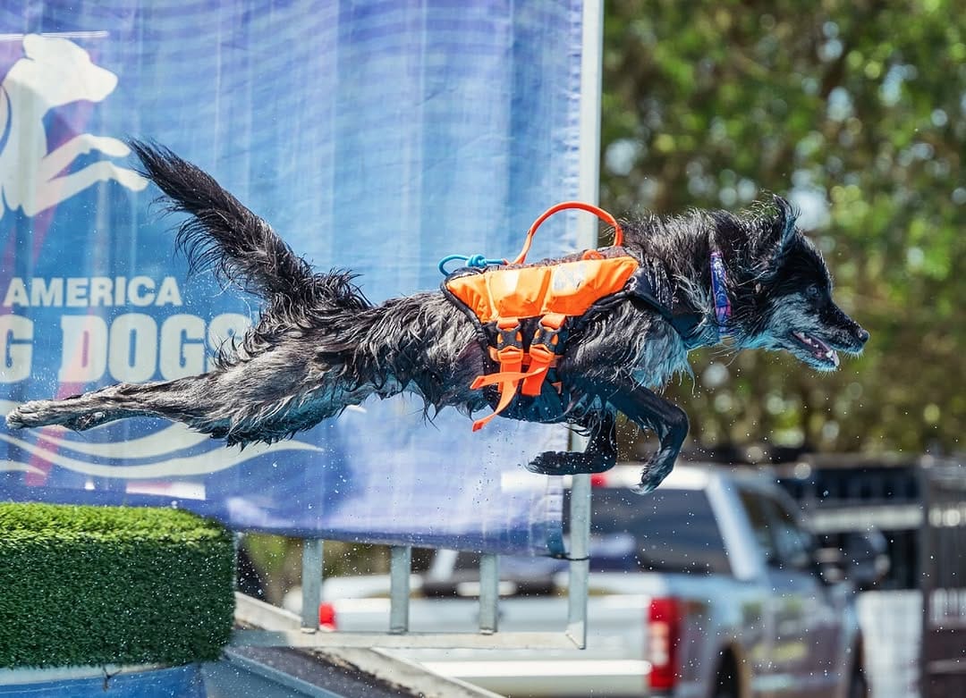 Post 5 by Agility Coach & Trainer🏆 on Instagram (image)