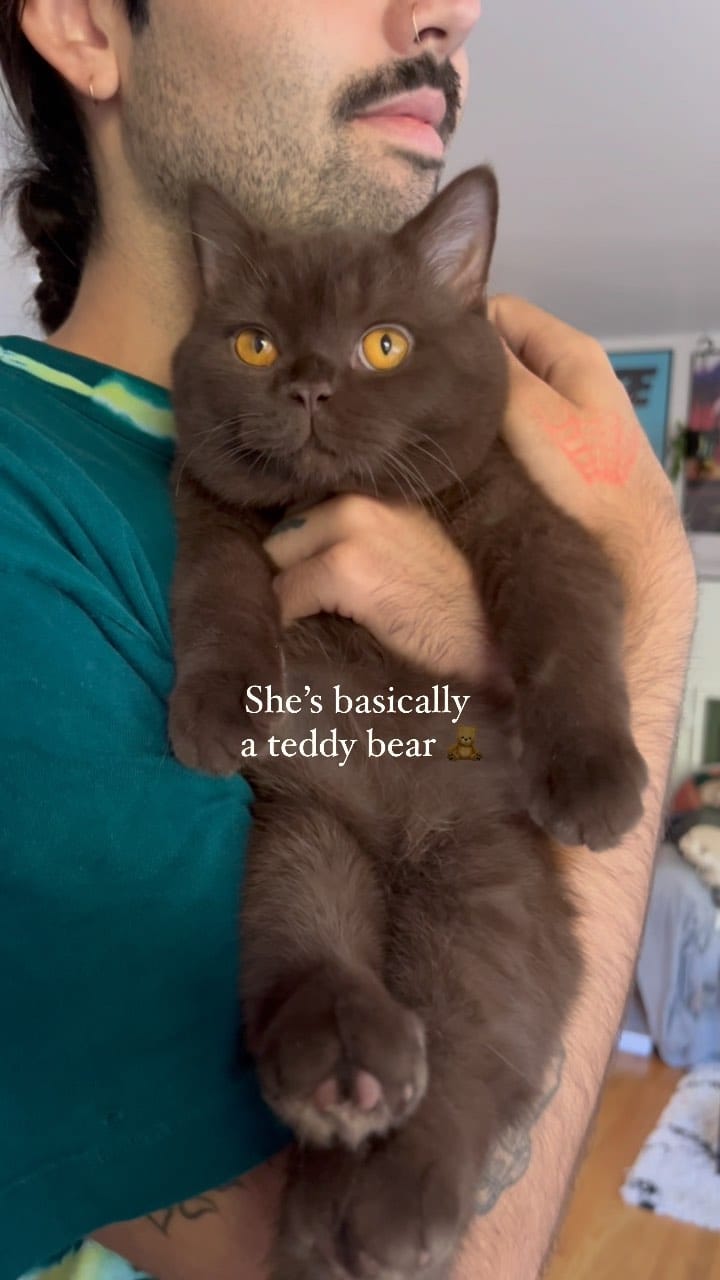 Post 8 by Moose The British Shorthair Cat 🤎 on Instagram (video)