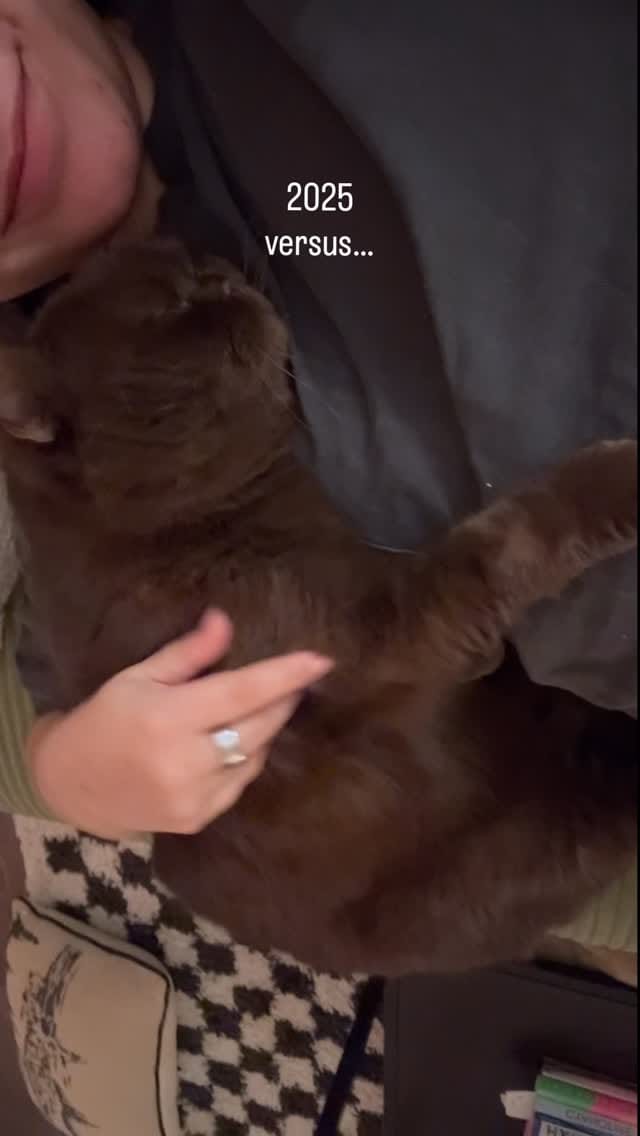 Post 3 by Moose The British Shorthair Cat 🤎 on Instagram (video)