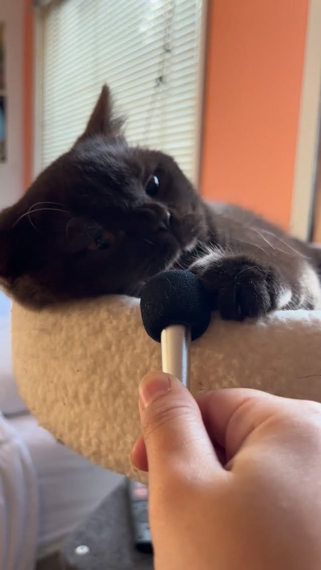 Post 1 by Moose The British Shorthair Cat 🤎 on Instagram (video)