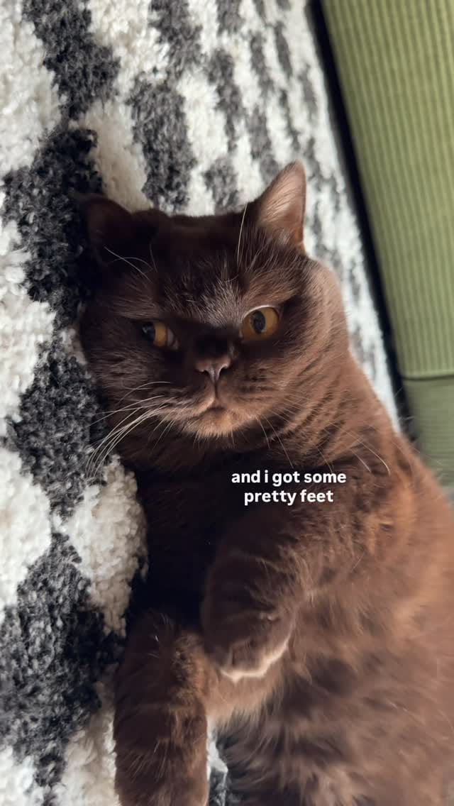 Post 2 by Moose The British Shorthair Cat 🤎 on Instagram (video)