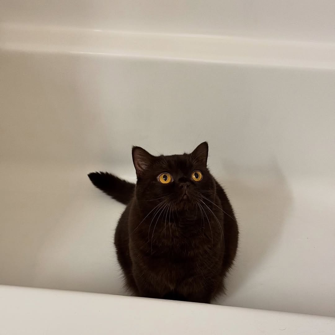 Post 5 by Moose The British Shorthair Cat 🤎 on Instagram (image)