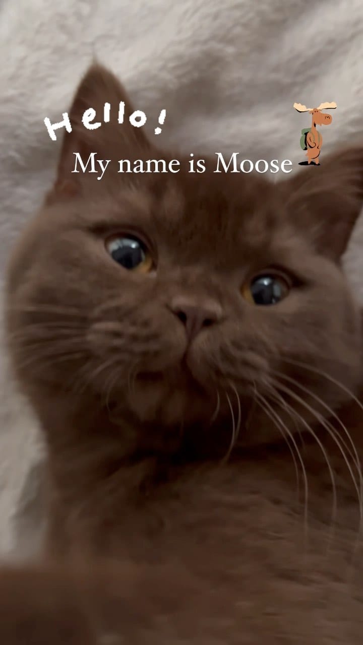 Post 10 by Moose The British Shorthair Cat 🤎 on Instagram (video)