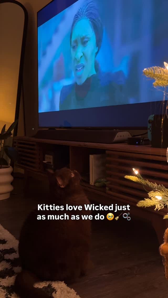 Post 6 by Moose The British Shorthair Cat 🤎 on Instagram (video)