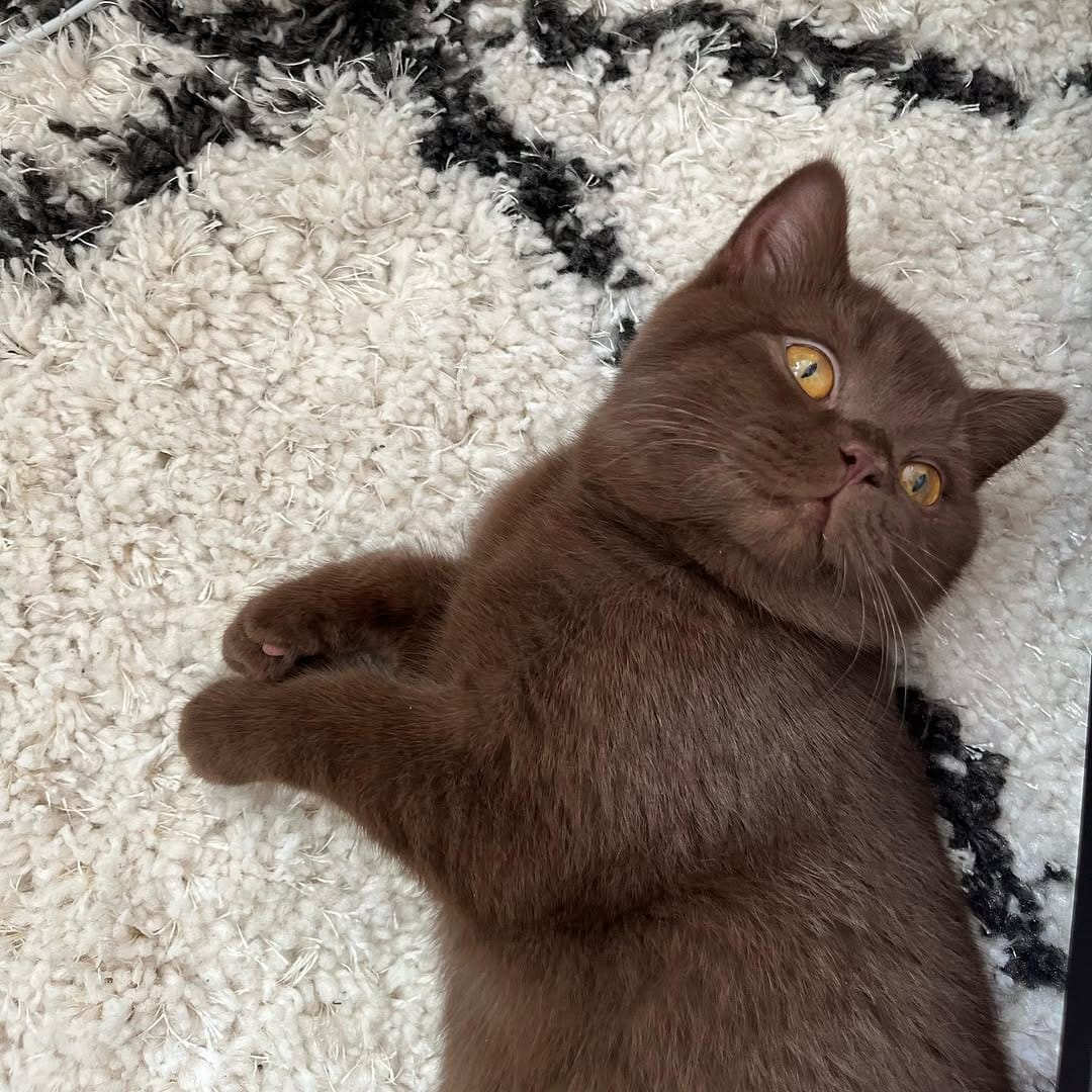 Post 9 by Moose The British Shorthair Cat 🤎 on Instagram (image)