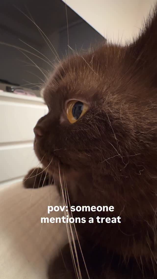 Post 7 by Moose The British Shorthair Cat 🤎 on Instagram (video)