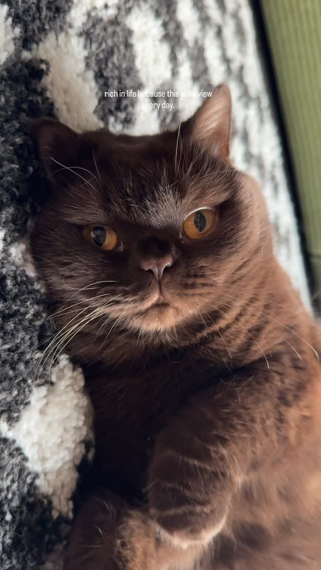 Post 4 by Moose The British Shorthair Cat 🤎 on Instagram (video)