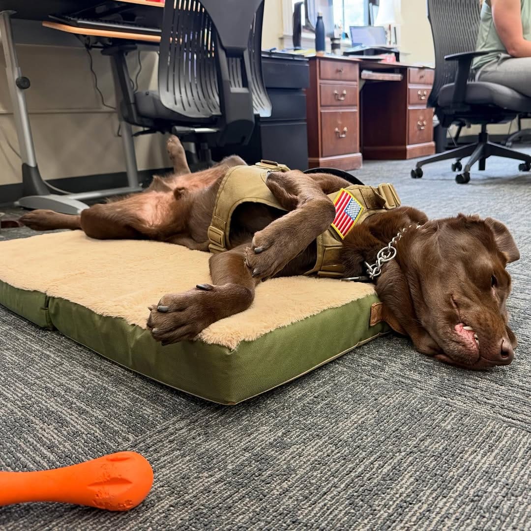 Post 2 by Department of the Seadog on Instagram (image)