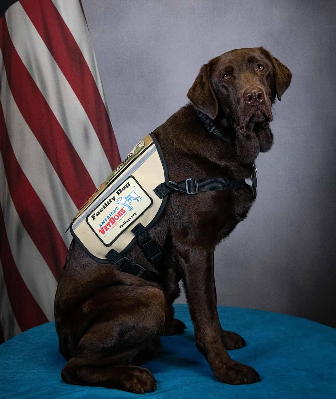 Post 8 by Department of the Seadog on Instagram (image)