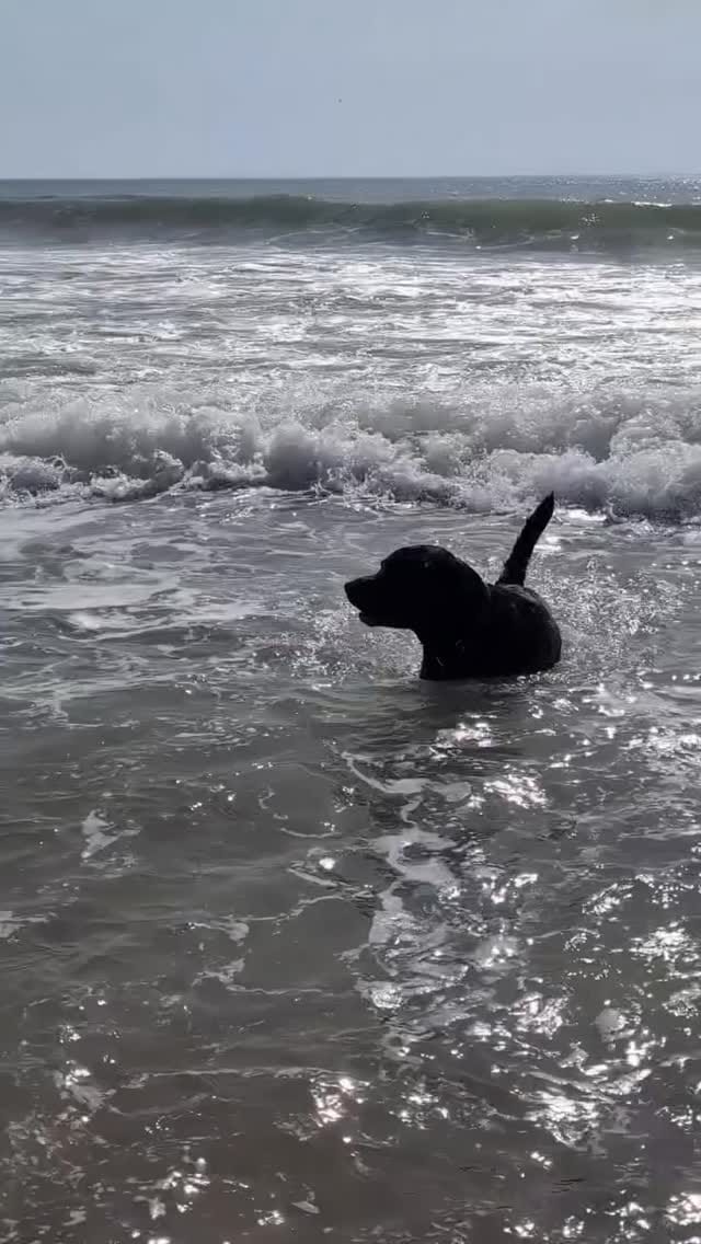 Post 3 by Ozzy🐾 on Instagram (video)