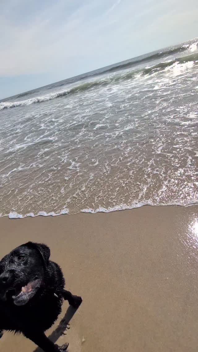 Post 5 by Ozzy🐾 on Instagram (video)