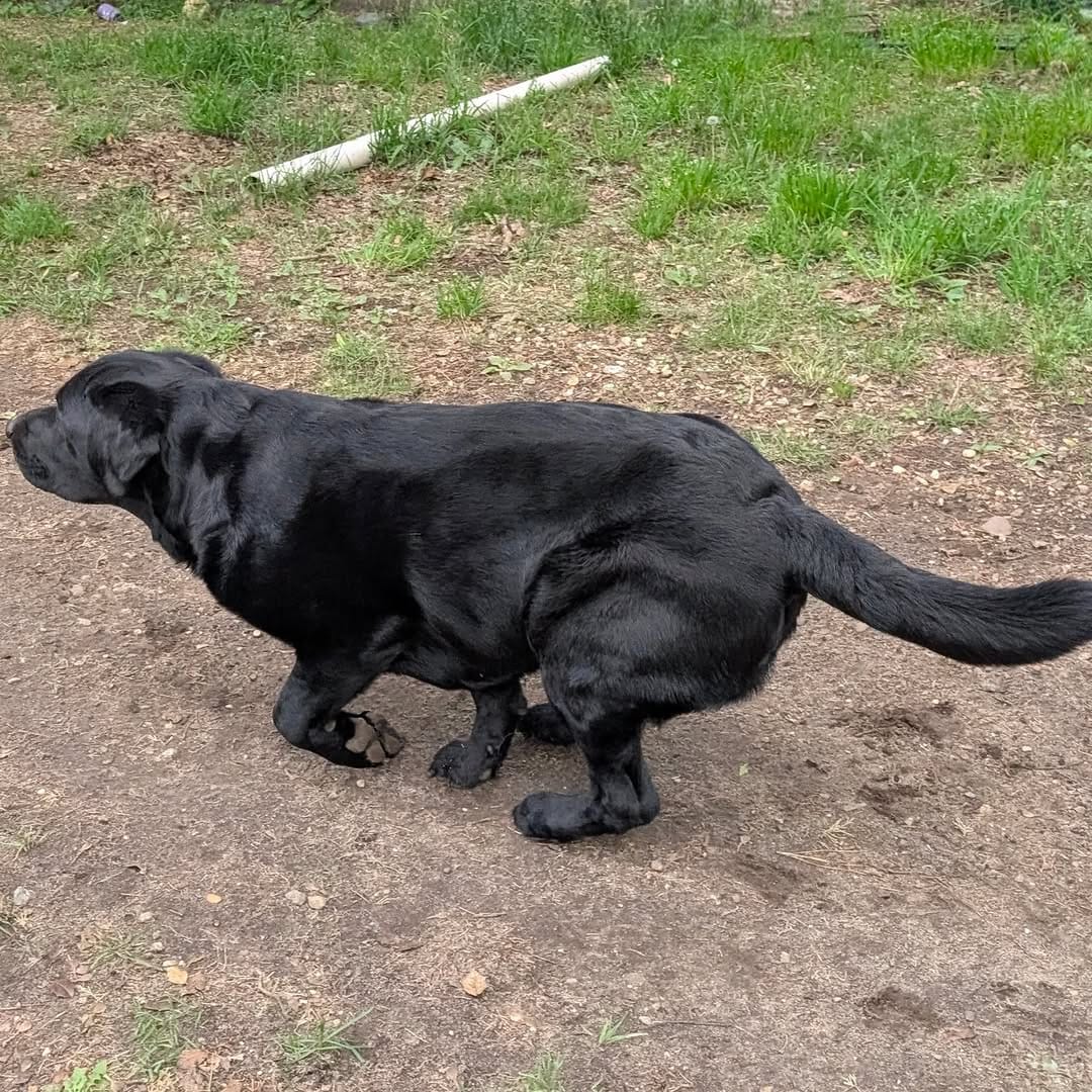 Post 6 by Ozzy🐾 on Instagram (image)