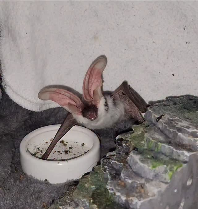 Post 8 by AZ Bat Rescue on Instagram (video)