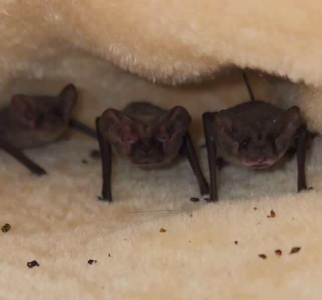 Post 2 by AZ Bat Rescue on Instagram (video)