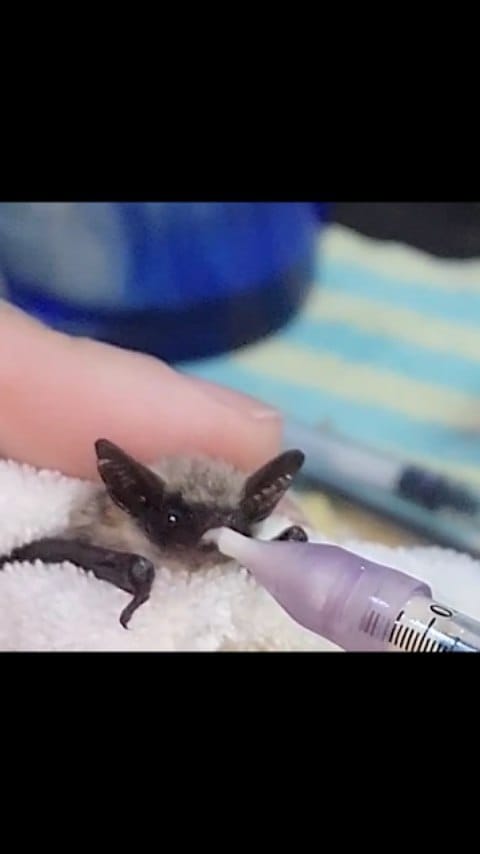 Post 10 by AZ Bat Rescue on Instagram (video)