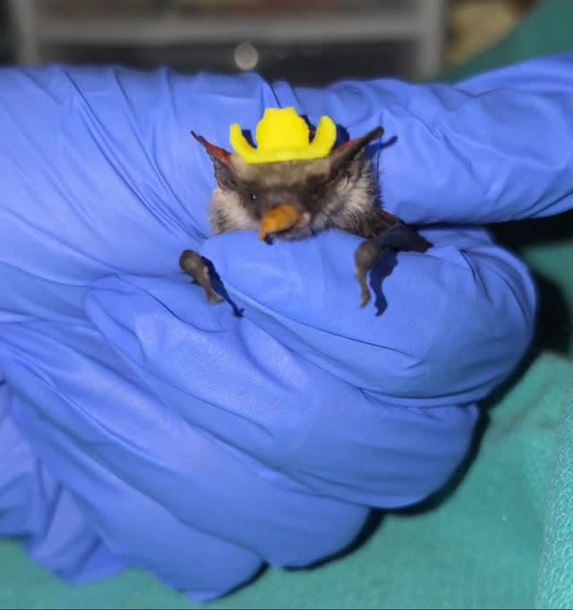 Post 7 by AZ Bat Rescue on Instagram (video)