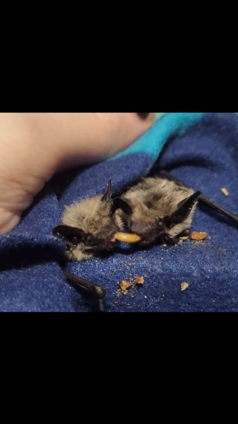 Post 9 by AZ Bat Rescue on Instagram (video)