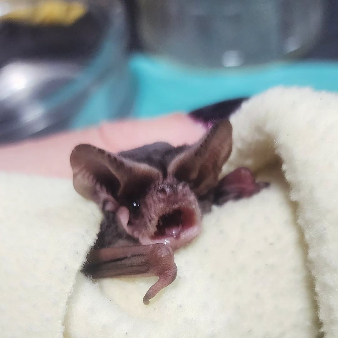 Post 5 by AZ Bat Rescue on Instagram (image)