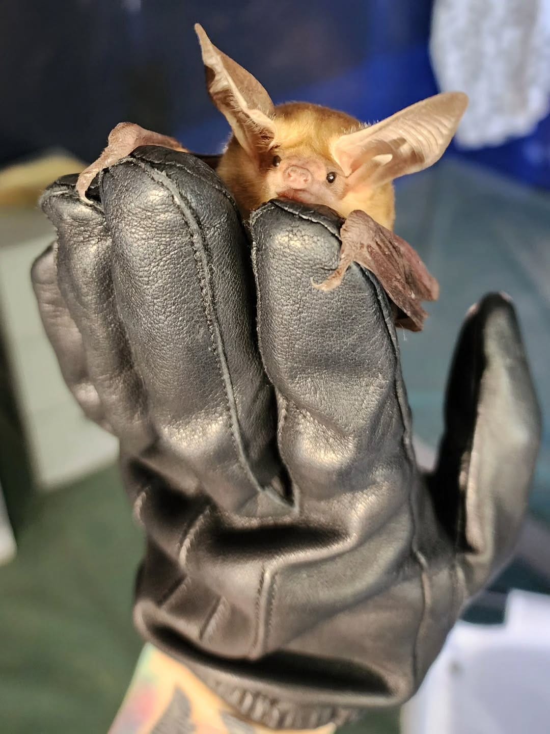 Post 3 by AZ Bat Rescue on Instagram (image)