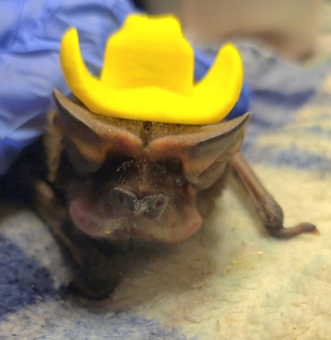 Post 1 by AZ Bat Rescue on Instagram (image)
