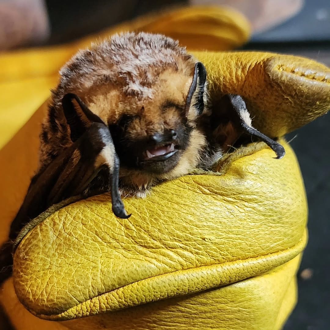 Post 4 by AZ Bat Rescue on Instagram (carousel)