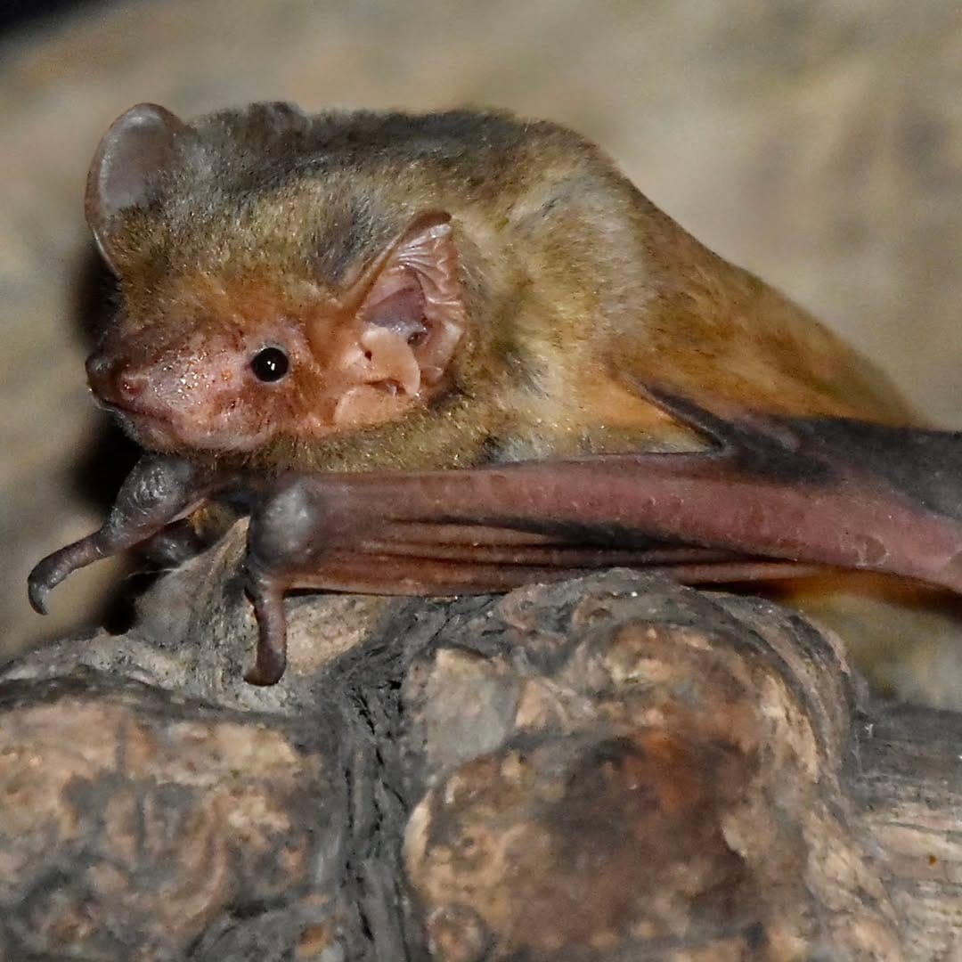 Post 6 by AZ Bat Rescue on Instagram (image)