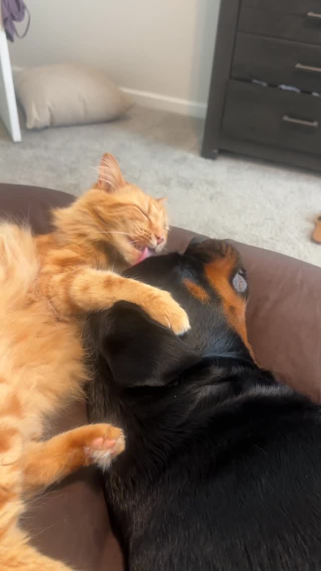 Post 2 by Norman The Rottie on Instagram (video)