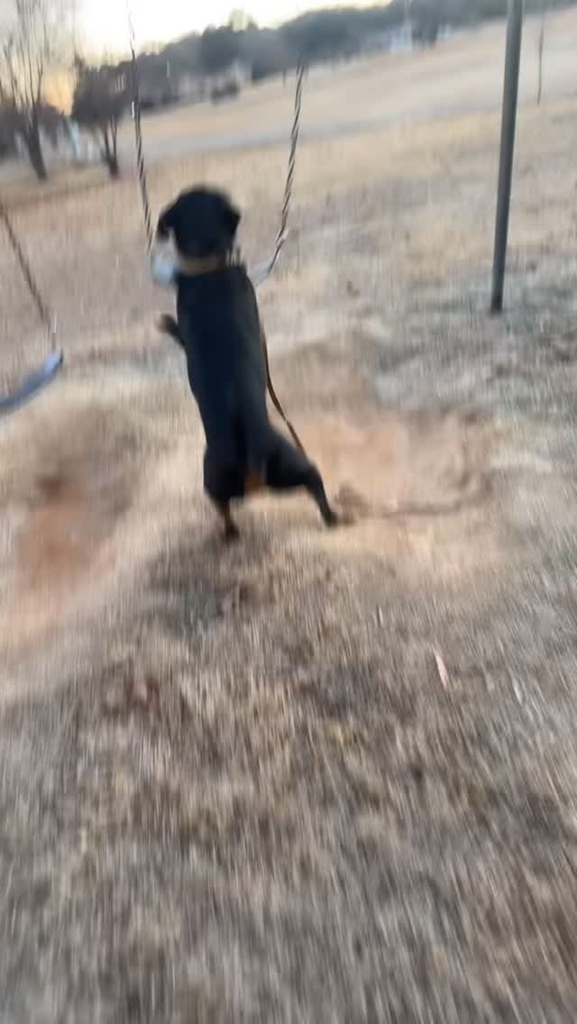 Post 3 by Norman The Rottie on Instagram (video)