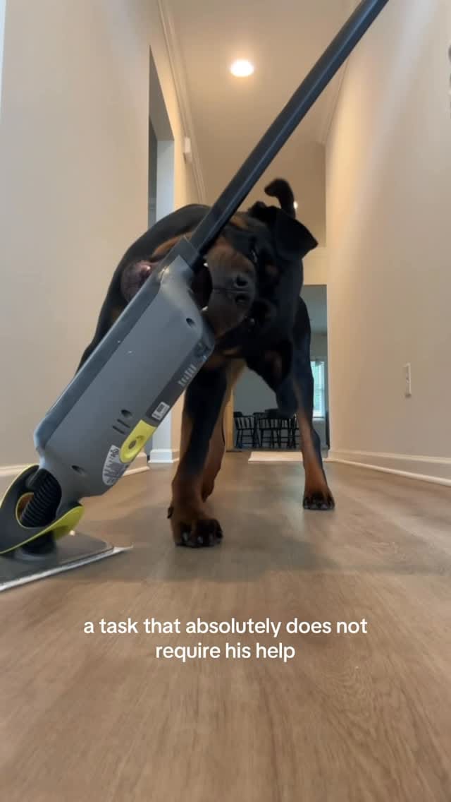 Post 4 by Norman The Rottie on Instagram (video)