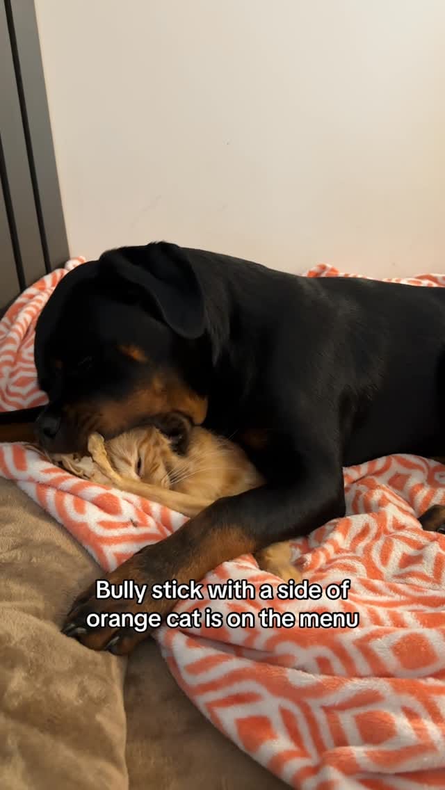 Post 9 by Norman The Rottie on Instagram (video)