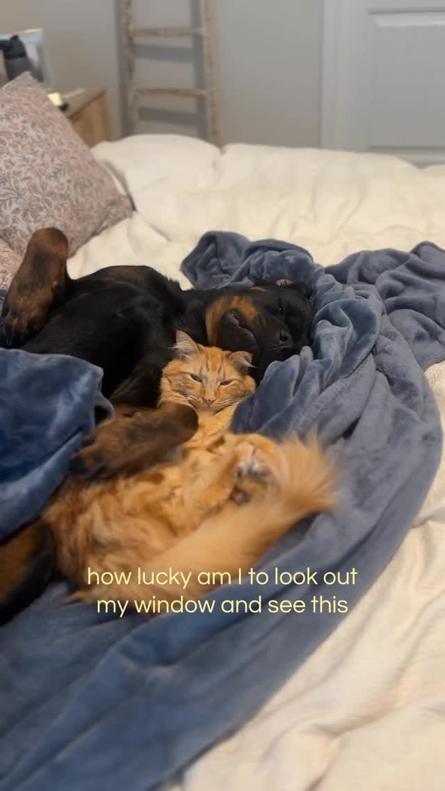 Post 7 by Norman The Rottie on Instagram (video)