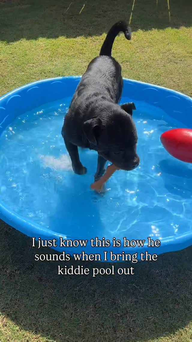 Post 5 by Norman The Rottie on Instagram (video)
