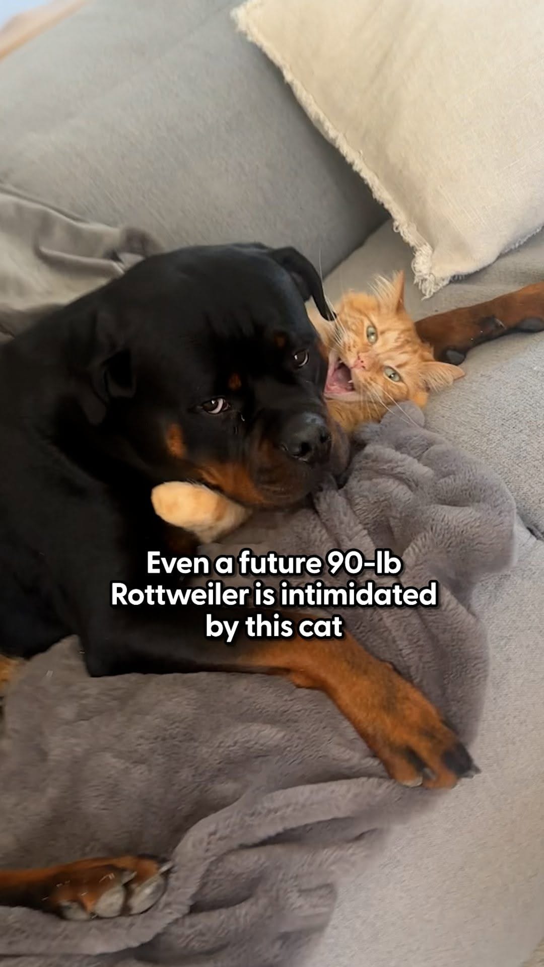 Post 8 by Norman The Rottie on Instagram (video)