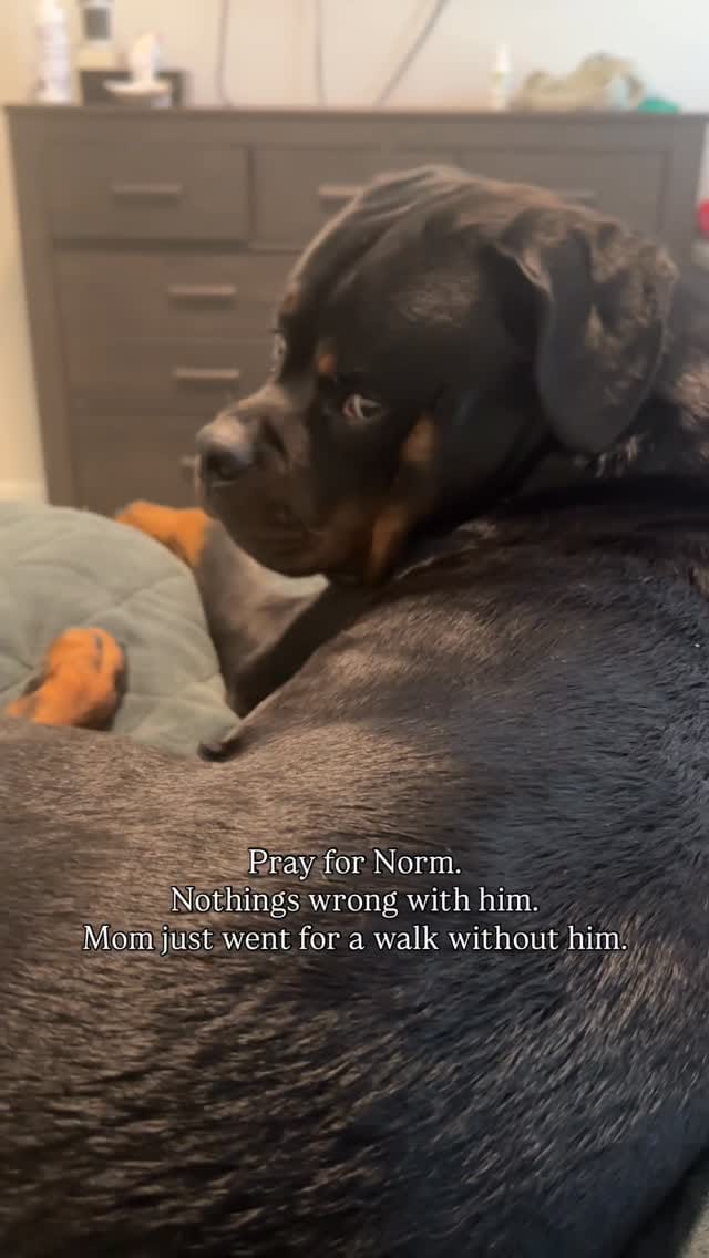 Post 6 by Norman The Rottie on Instagram (video)