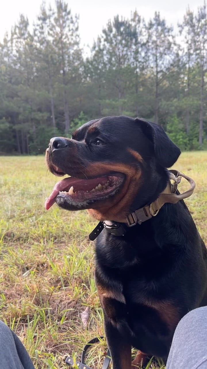 Post 1 by Norman The Rottie on Instagram (video)