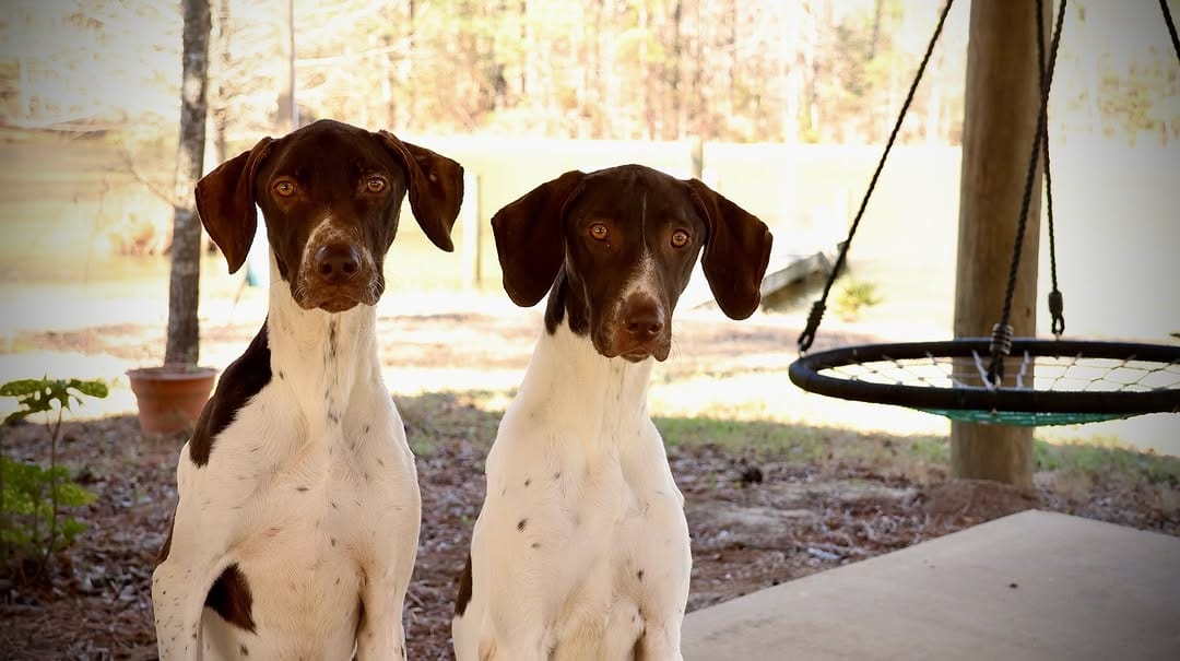 Post 7 by Kiokee Creek Kennels on Instagram (image)