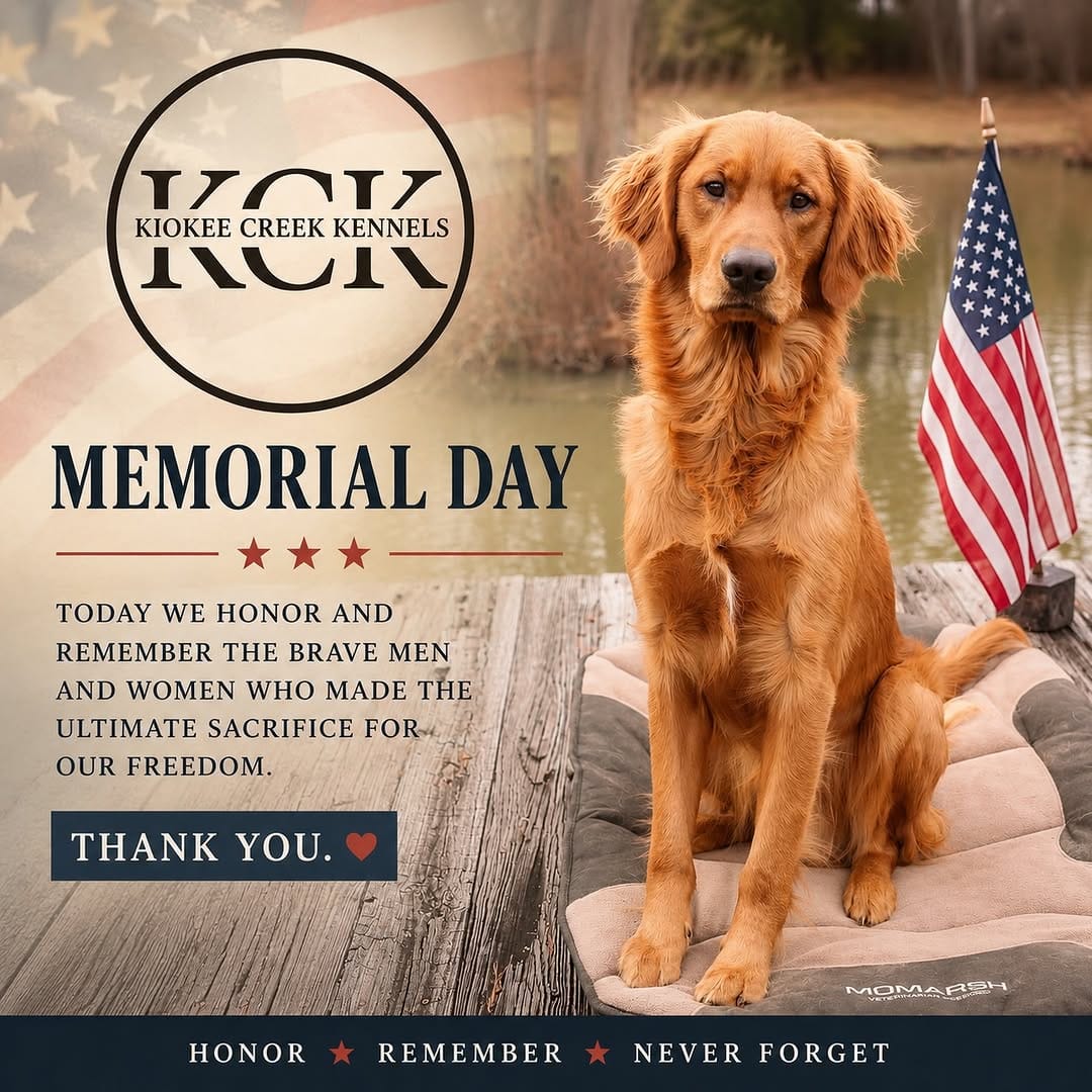 Post 1 by Kiokee Creek Kennels on Instagram (image)