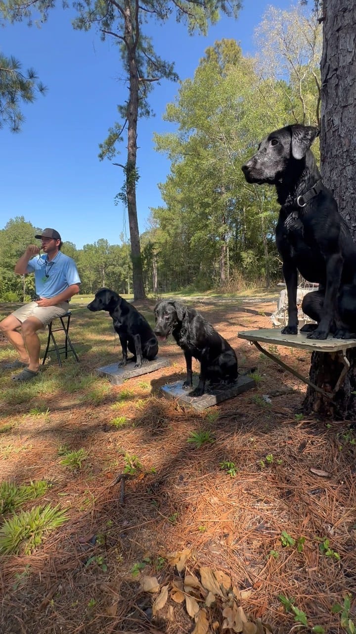 Post 9 by Kiokee Creek Kennels on Instagram (video)