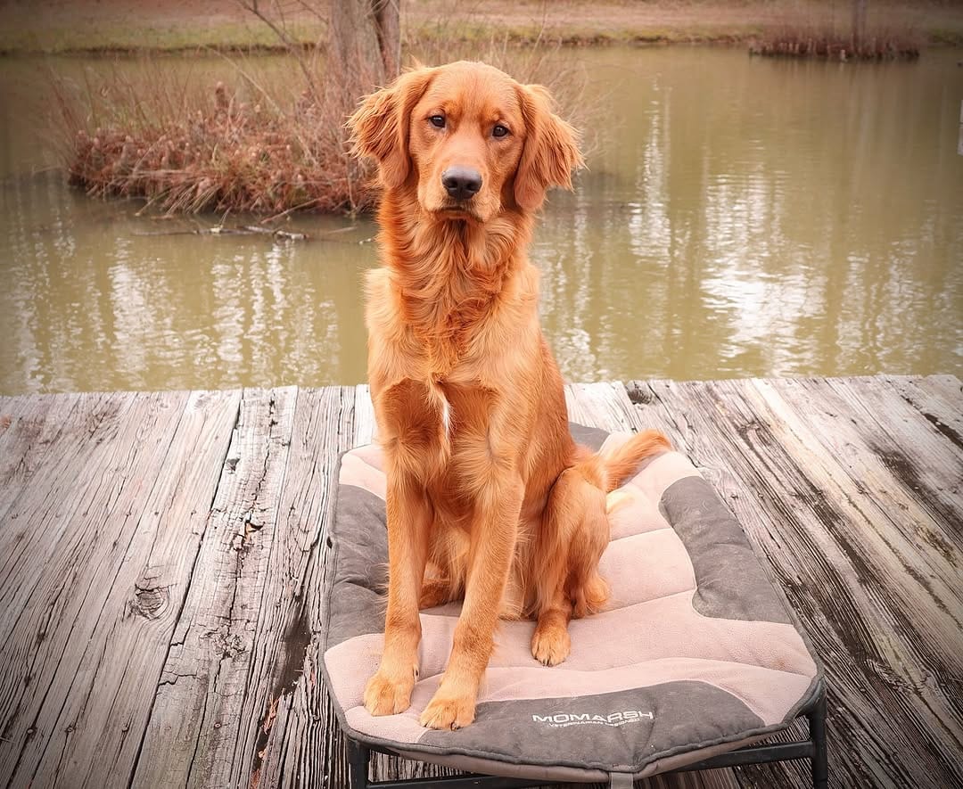 Post 6 by Kiokee Creek Kennels on Instagram (image)