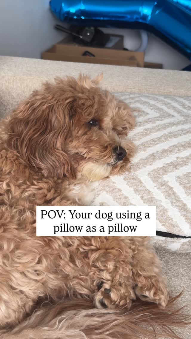 Post 6 by Shannon & Calvin on Instagram (video)
