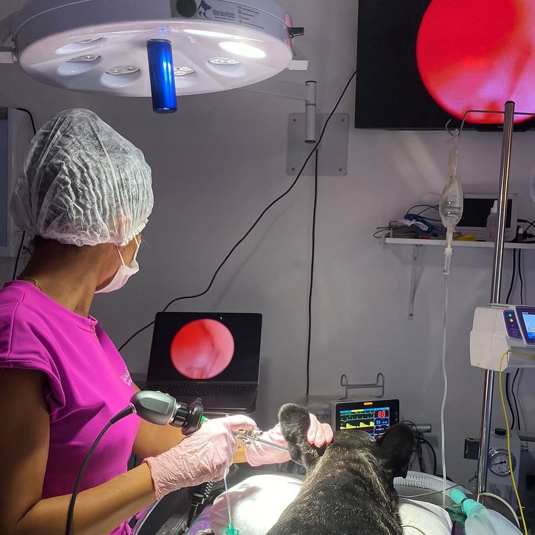 Post 10 by Dra. Letícia Baretta - Dermatologia Veterinária on Instagram (image)