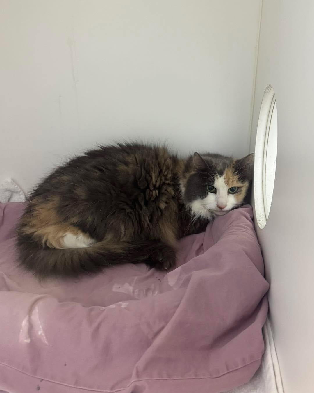Post 8 by Bloomfield Animal Shelter on Instagram (image)