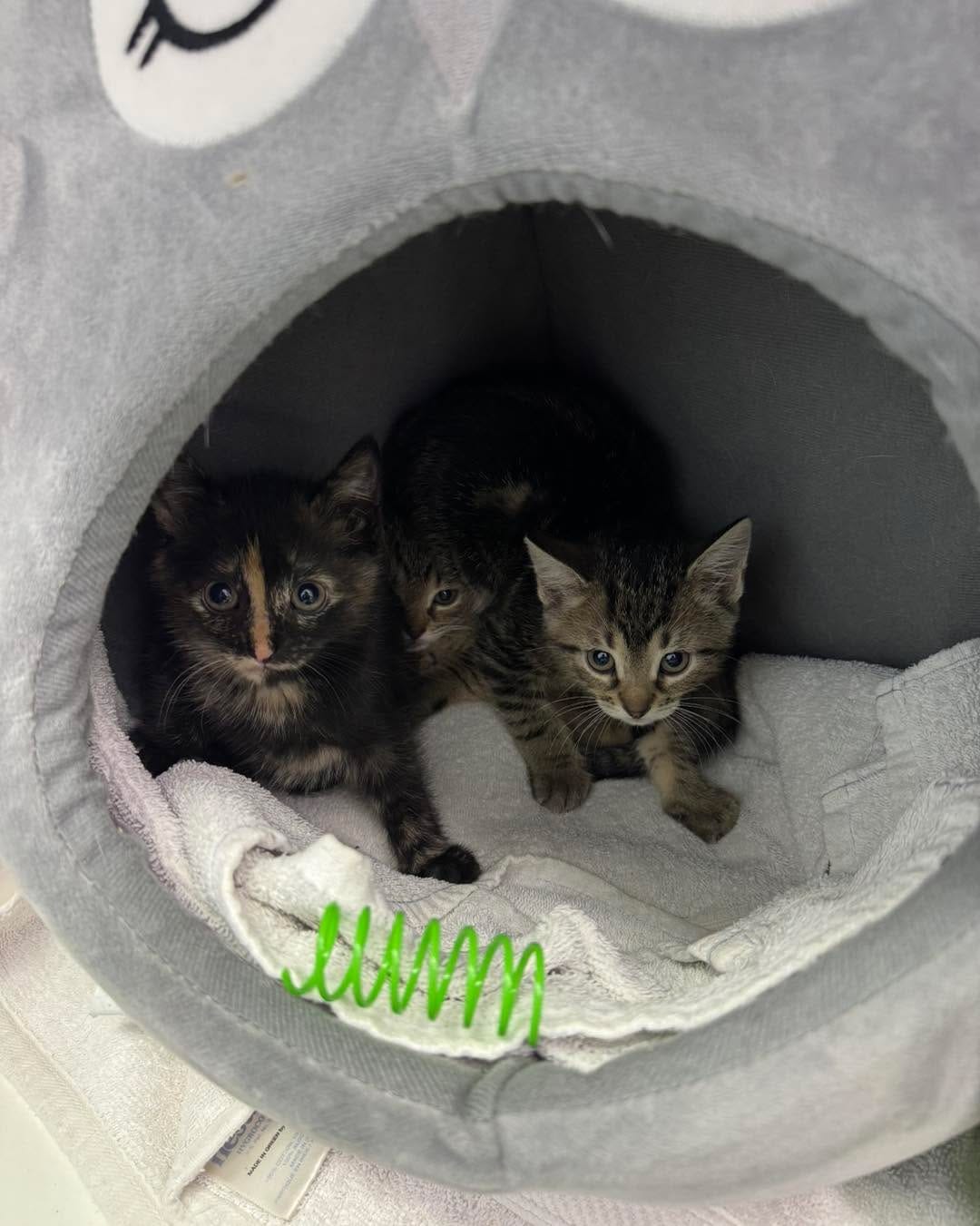 Post 7 by Bloomfield Animal Shelter on Instagram (carousel)