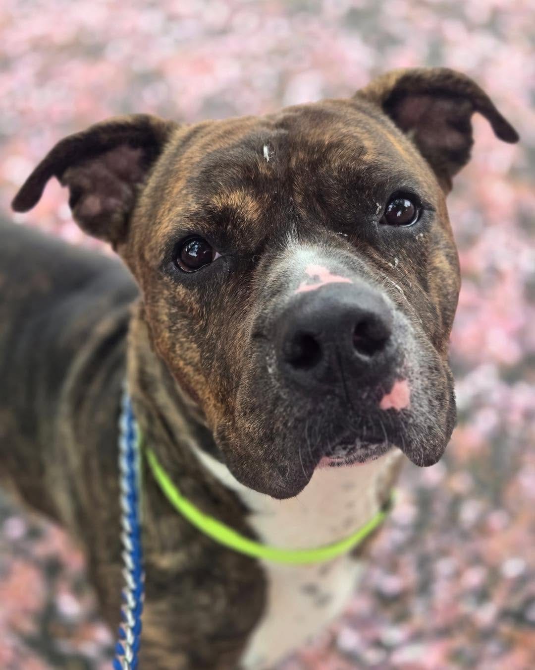 Post 2 by Bloomfield Animal Shelter on Instagram (carousel)