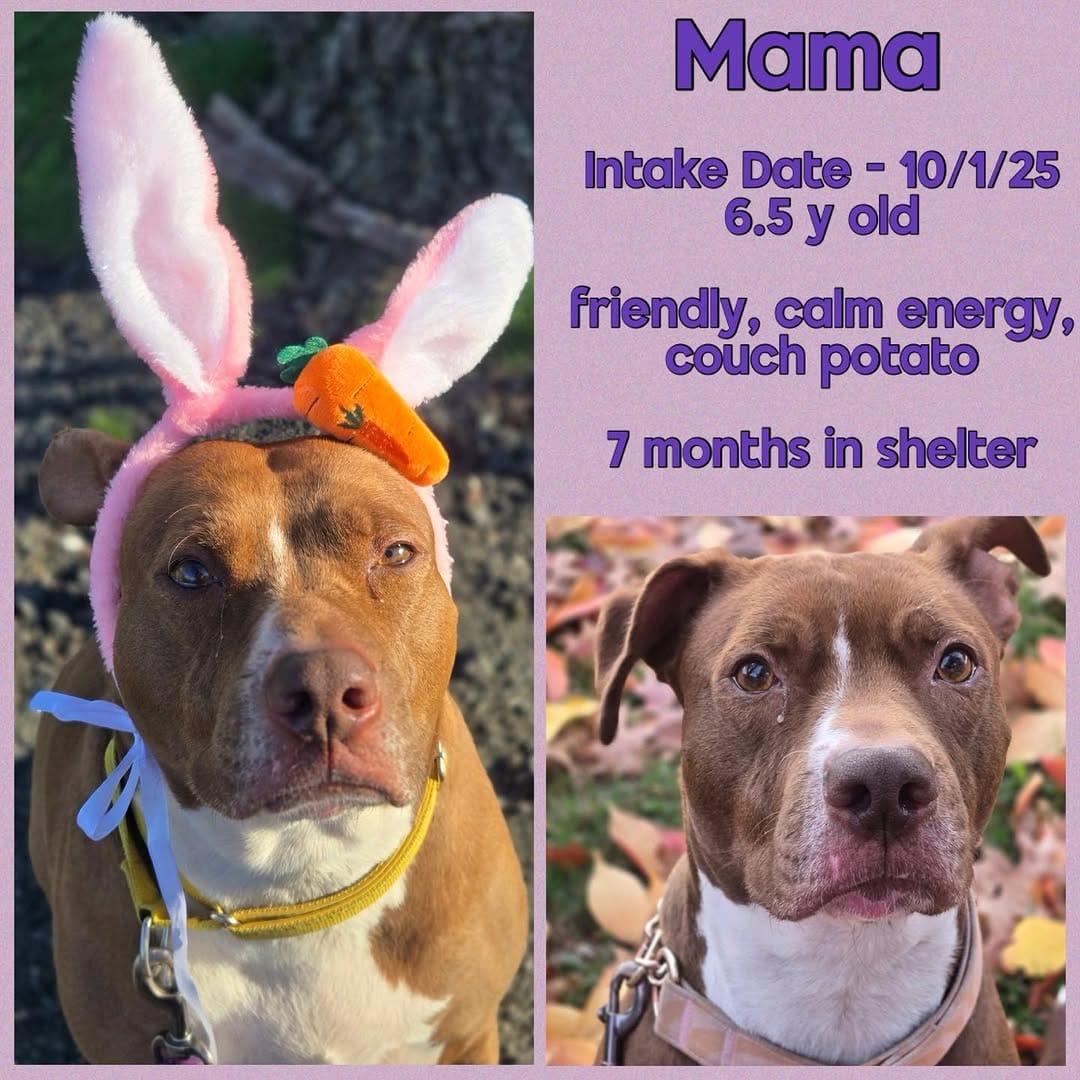 Post 10 by Bloomfield Animal Shelter on Instagram (image)