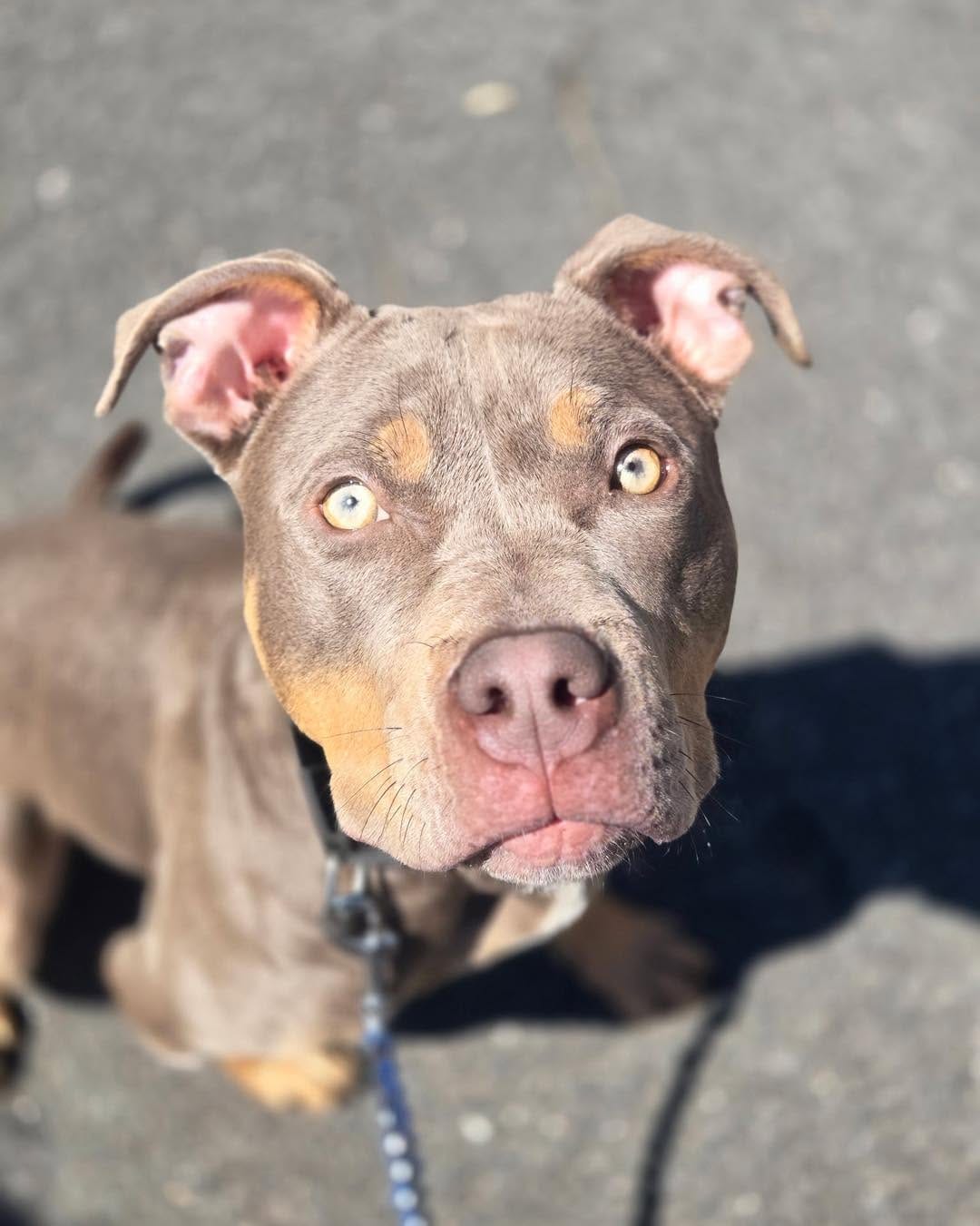 Post 4 by Bloomfield Animal Shelter on Instagram (carousel)