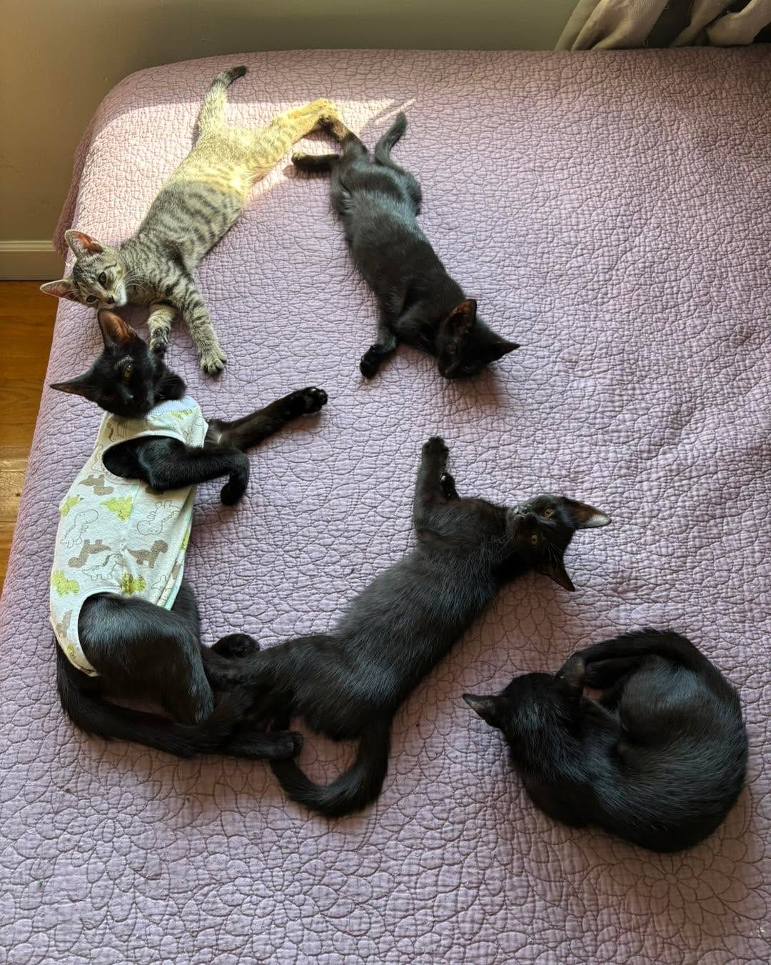 Post 9 by Bloomfield Animal Shelter on Instagram (carousel)