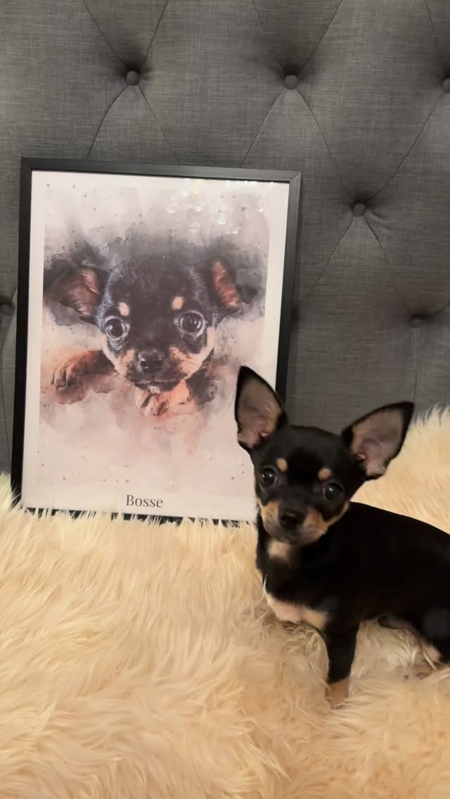 Post 1 by The Puppy Poster🐾 on Instagram (video)